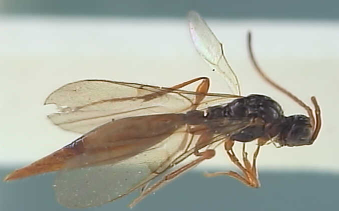 Acropiesta flaviventris